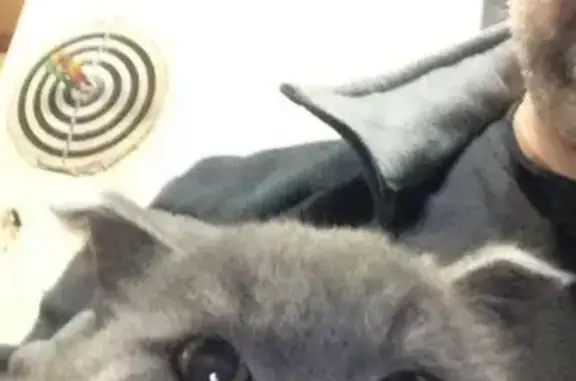 Пропал серый кот в Краснотурьинске, возраст 1 год