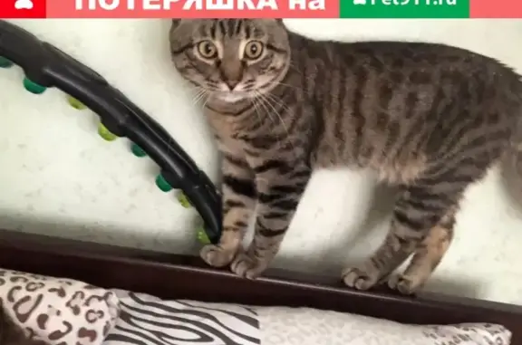 Кошки потеряшки, Москва, фото: Потеряшка домашний кот Афоня в Первомайском поселении, Москва.