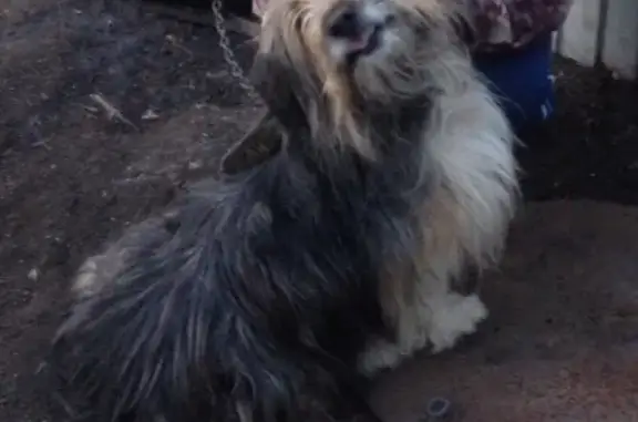 Пропала собака Кузя в Хвалынске!