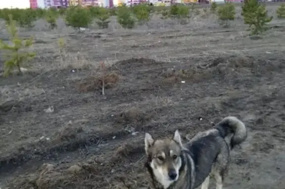 Найдена собака в Тюмени, ищем хозяев!