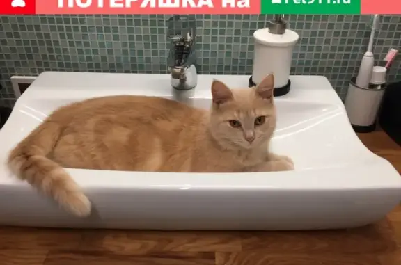 Кошки потеряшки, Москва, фото: Потеряшка рыжая кошка в Рождествено!