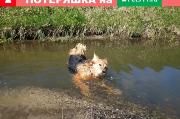 Пропала собака на Боровой улице, кличка Тапка