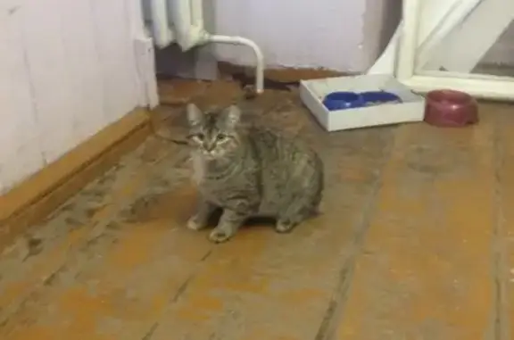 Пропала кошка в Чердыни, ул.Полевой