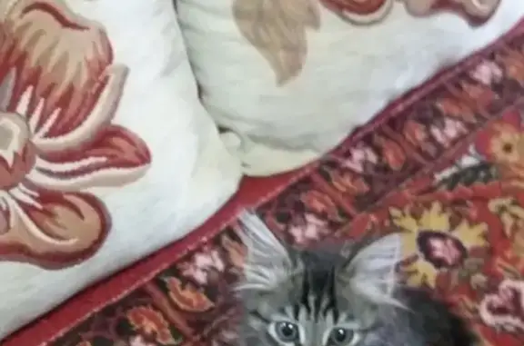 Пропала кошка Музя в Новоульяновске