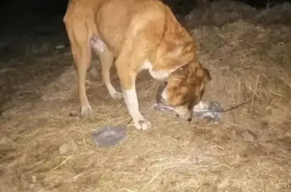 Найдена собака в Черноречье, Кострома