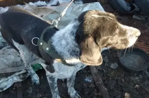 Найдена собака в лесу (п. Новоалексеевка)