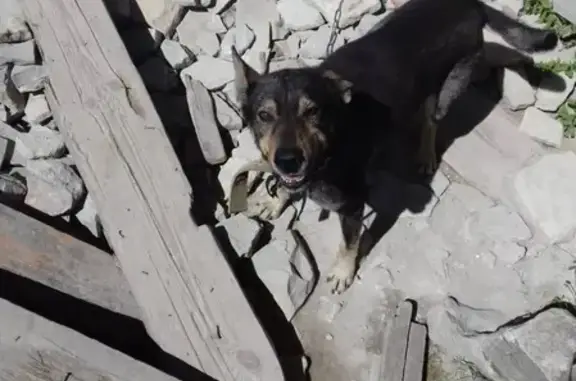 Пропала собака в Новороссийске: Бим, Видова 79