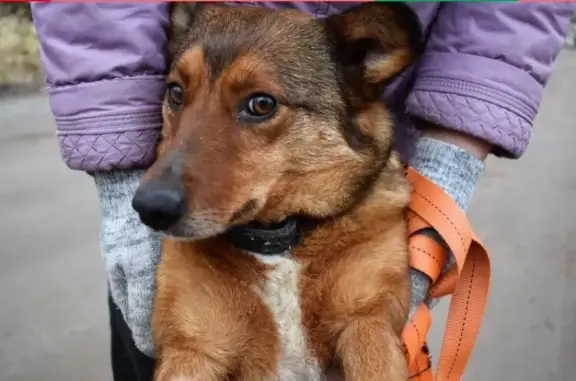 Пропала собака в Кудрово, рыжая, кличка Лиза, номер 41145.
