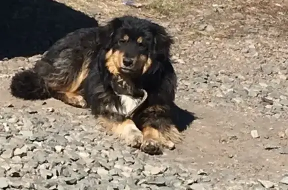 Найдена собака на Шоссейной улице в Магнитогорске