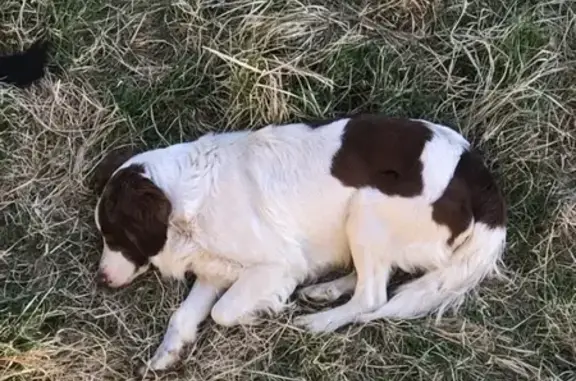 Найдена собака в Туношне, ищем хозяина