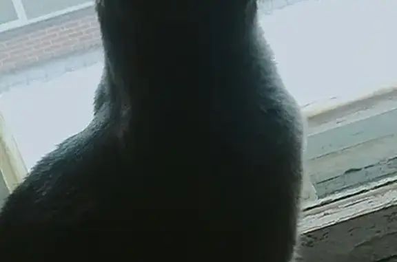 Пропал кот Сеня в Ивангороде