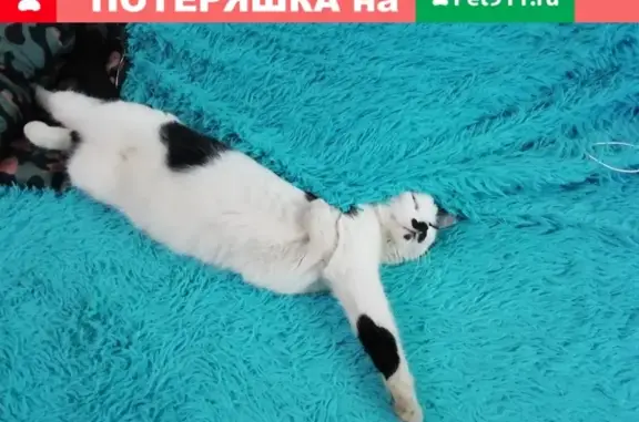 Пропал кот Лёлик на Крымской в Анапе