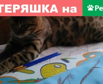 Пропала кошка на Московском шоссе в Пустошке