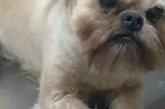 Пропала собака в Химках на Березовой аллее