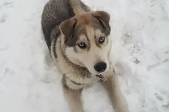Пропал щенок хаски в поселке Степановка (Томск)