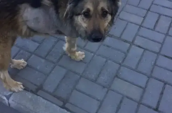 Найдена собака в Лесной, СПб без адресника и с ампутированной лапой