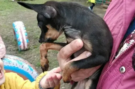 Собака найдена около детского сада в Орле