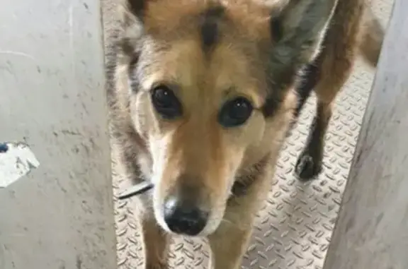 Найдена собака в Мурманске, возможно потеряшка!