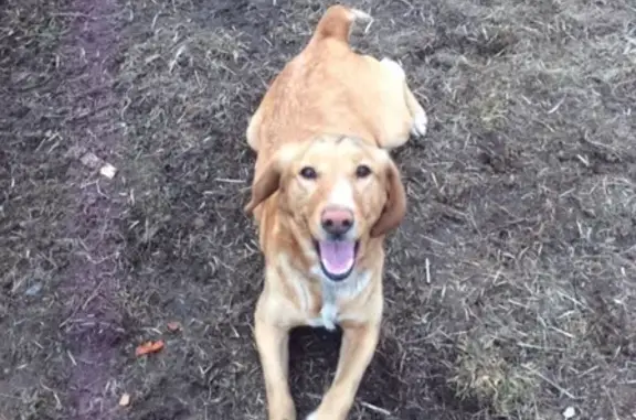 Собаки потеряшки, деревня Плоское, фото: Потеряшка собака около посёлка «Плоское»