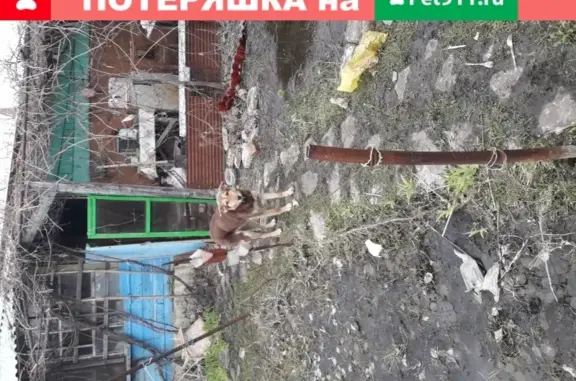 Собака найдена в Соколовом, Саратовская область