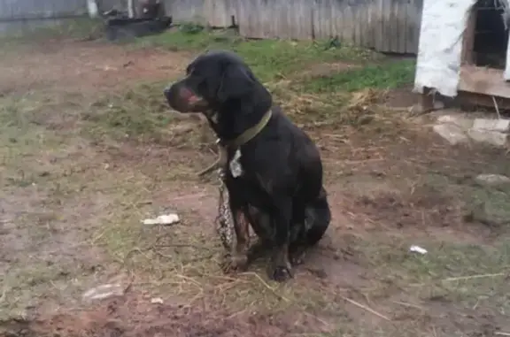 Собаки потеряшки, Починная Сопка, фото: Потеряшка собака Гера в деревне Починная Сопка, Новгородская область! #Потеряшка_найденыш