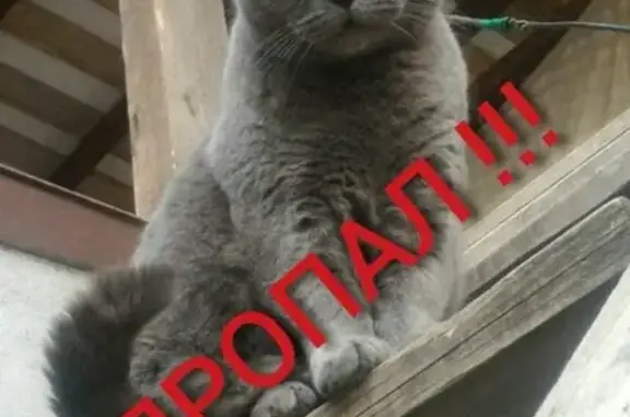 Пропала кошка в Владикавказе, вознаграждение гарантировано