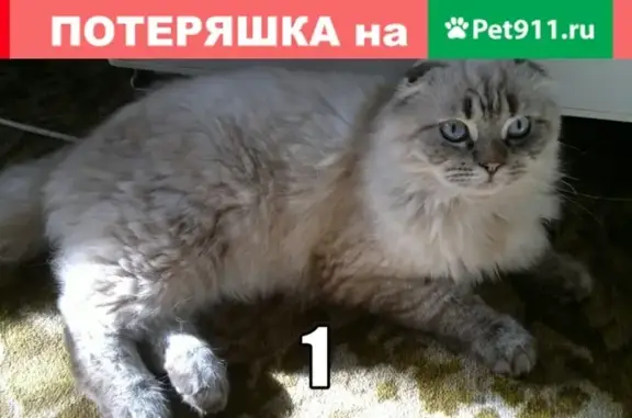 Пропал кот на Шахтёрском, награда найденному.