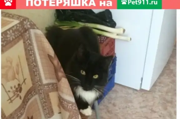 Пропал кот, ул. Октябрьская д19кв40, Бор, Нижегородская обл.