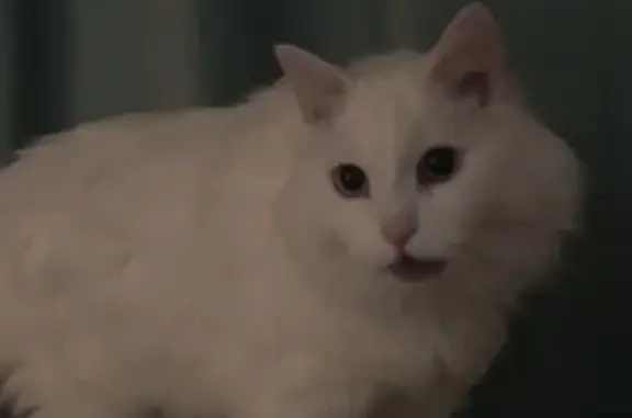 Кошки потеряшки, Киров, фото: Потеряшка кот Бейлис в районе Цума, Киров