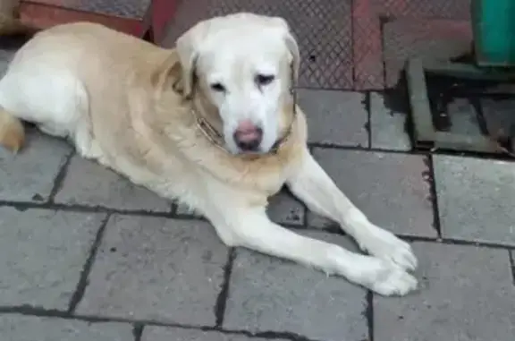 Найдена собака возле магазина Глория, ищем хозяев