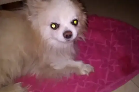 Найдена собака в Малоярославце: порода чихуахуа, ищет новый дом
