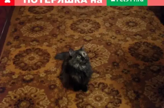 Кошки потеряшки, Подлесный, фото: Потеряшка кошка в Подлесном, Курская обл.