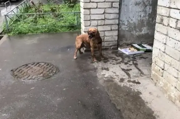 Найдена собака #Краснодар, ул. Сормовская (КМР)