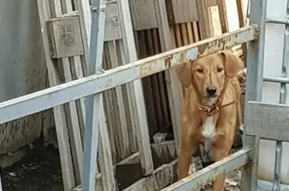 Пропала собака Персик в Ижевске