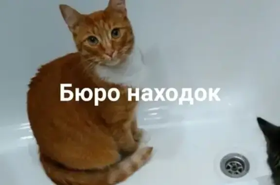 Пропал рыжий кот Алекс в Октябрьском районе