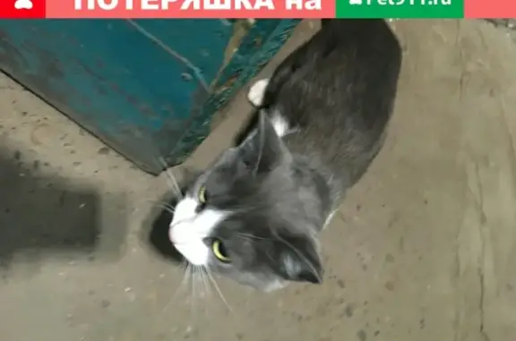 Найдена кошка на улице 40 лет Победы в Ижевске