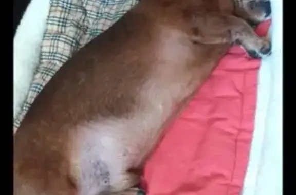 Собаки потеряшки, Москва, фото: Потеряшка такса в Рузском районе (93 км от Москвы) - контакты хозяйки в описании.