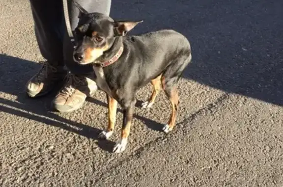 Найдена собака на ул. Нечаева-Шилова в Чите