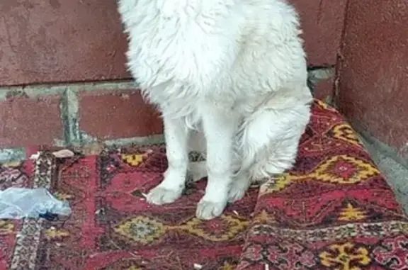 Найдена собака в Уфе, район ВАЗа