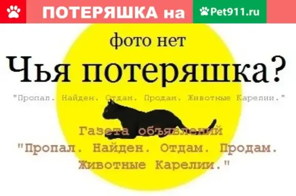 Найдена кошка в Петрозаводске, ищем хозяина!