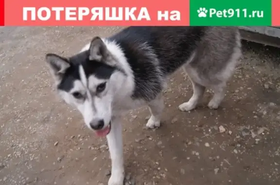 Собака Потеряшка найдена в Черногорске, контактный.