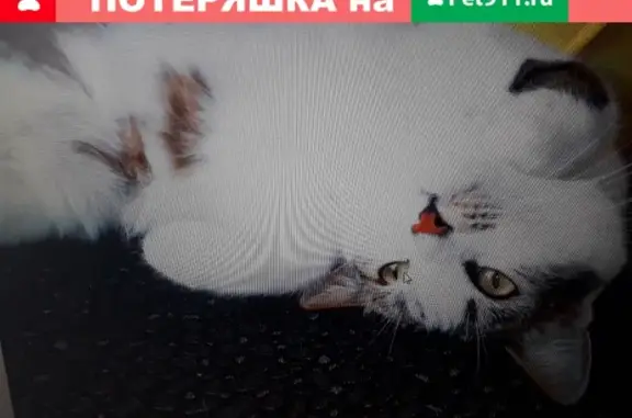 Пропала кошка на ул. Полевая, Волжск