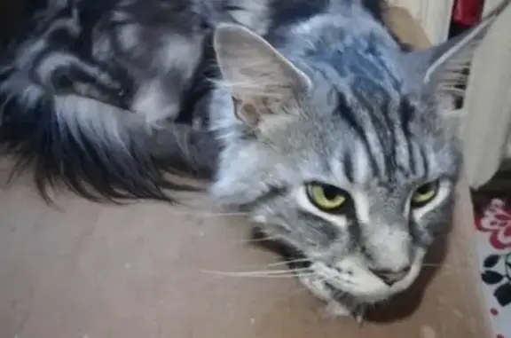 Кошки потеряшки, Озерский городской округ, фото: Потеряшка кошка в Новогорном, Челябинская область