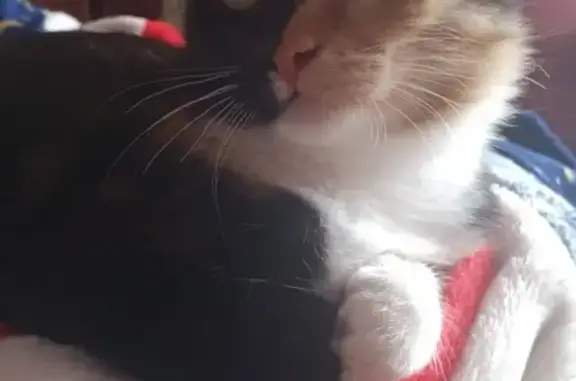 Кошки потеряшки, посёлок городского типа Орджоникидзе, фото: Потеряшка кошка Лада в Керчи, ул. Орджоникидзе 22/7