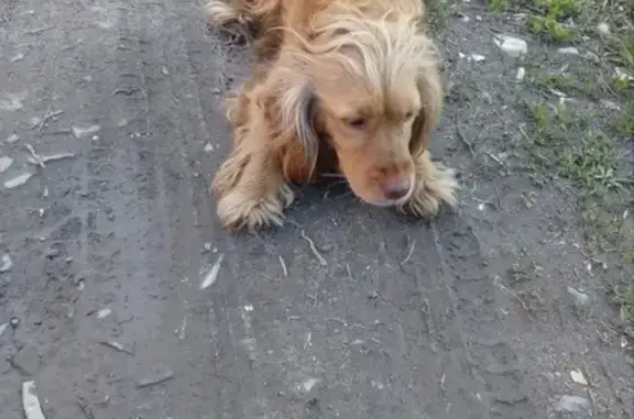 Найдена собака возле моста в Ростове