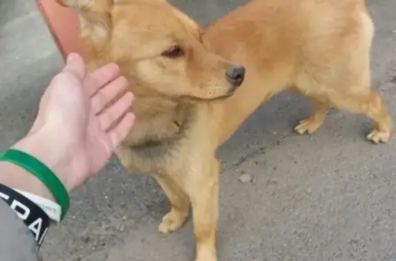 Собака на улице Карла Маркса, Иркутск