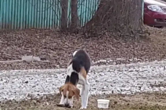 Найдена охотничья собака в деревне Братилово, Владимирская область