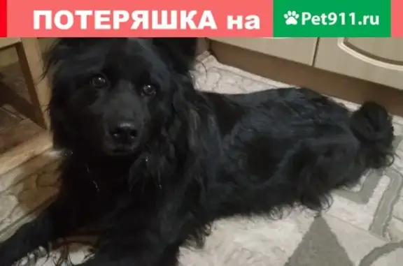 Найдена собака на улице Аллея Смелых в Калининграде