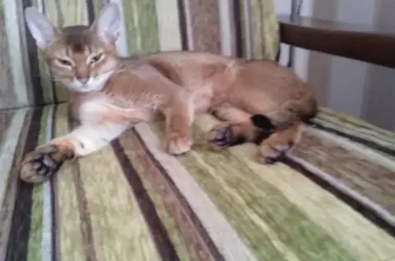 Найдена Абиссинская кошка в Краснодаре