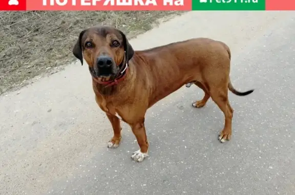 Собака Риджбек найдена в деревне Фёдоровское.